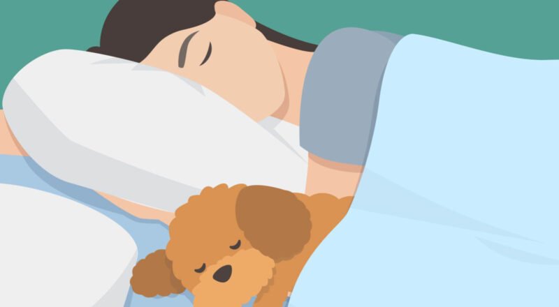 Hund im Bett: Einer Studie zufolge sind Hunde die besseren Bettgenossen.