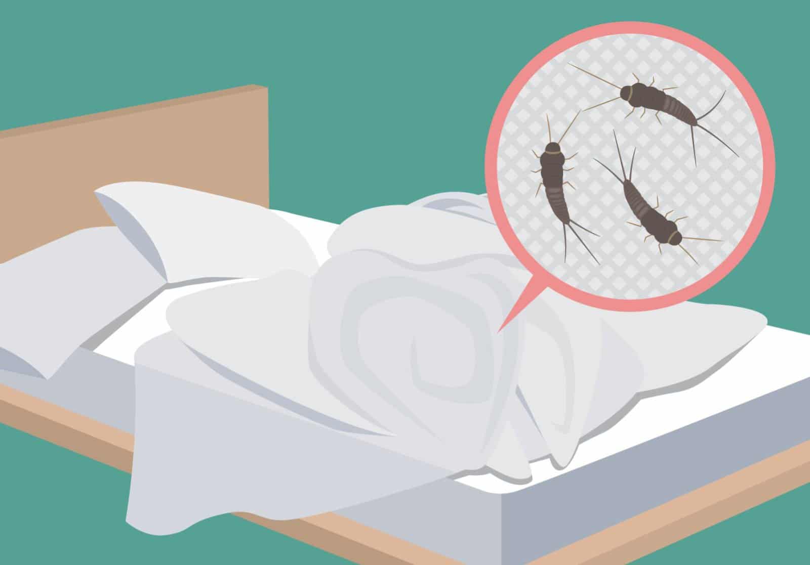 Silberfische im Bett: Es sind kleine ungefährliche, flügellose und nachtaktive Insekten.